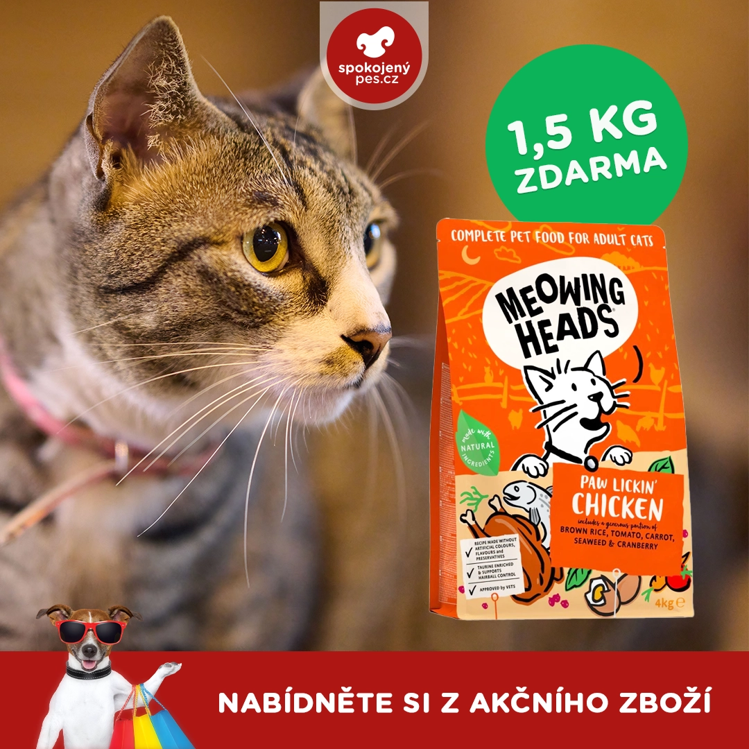 cat meowing.webp